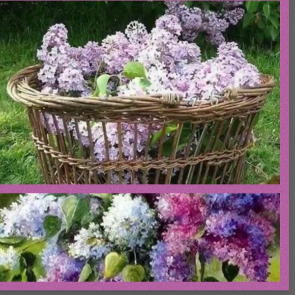 Stop and smell the Lilacs 💜💜 - Picture 5 of 8